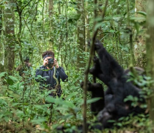 6 DAY GORILLAS AND CHIMPANZEES OF UGANDA 5 day gorillas and chimpanzees of Uganda