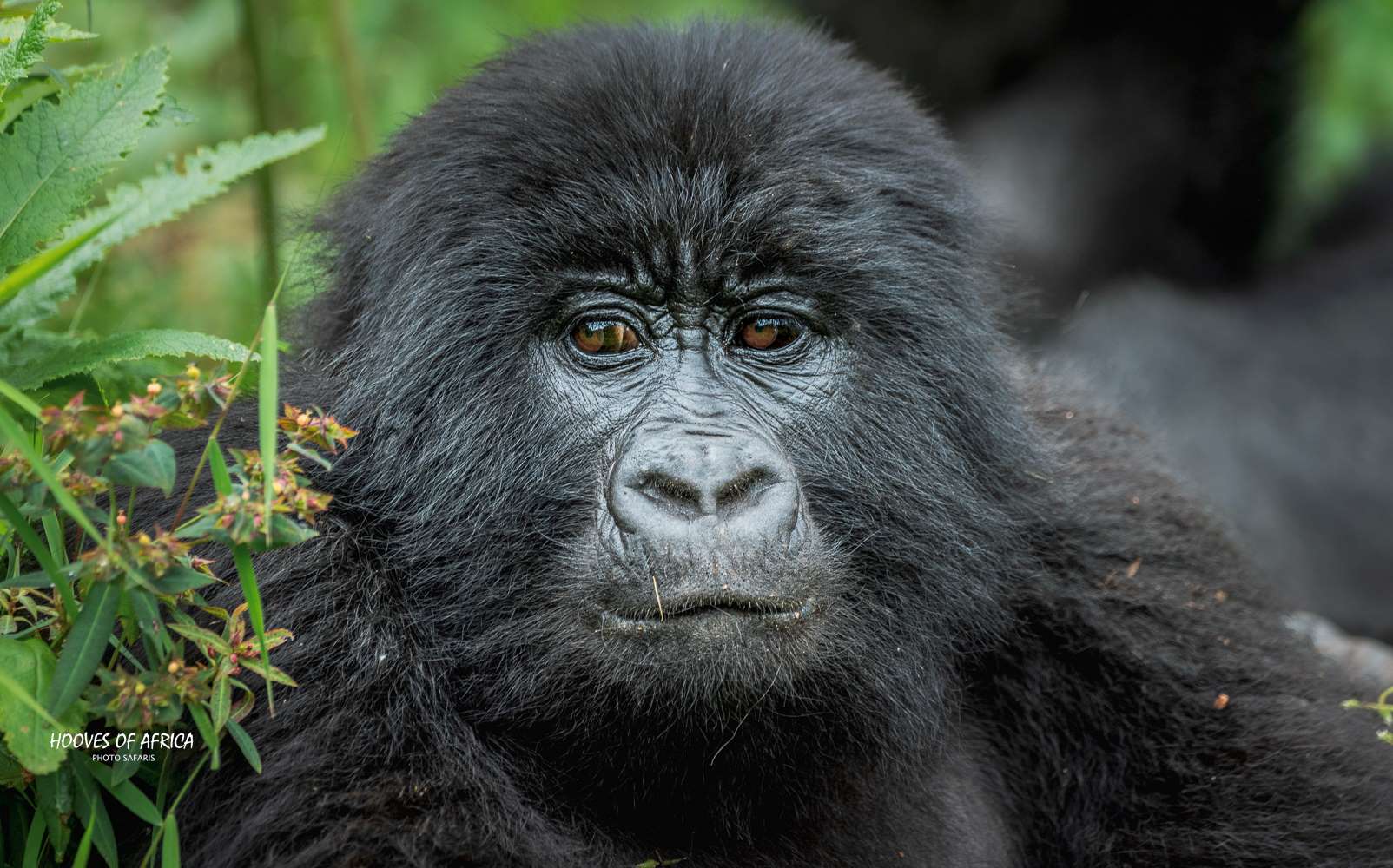 6 Days gorillas and wildlife