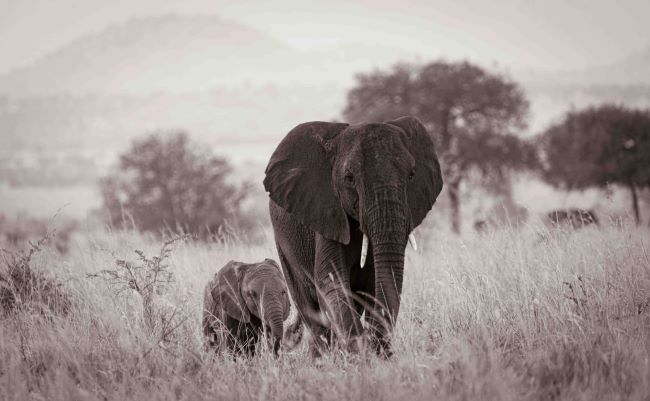 IMG Elephants in Kidepo N.P.