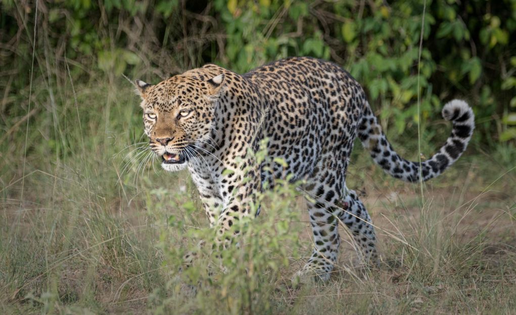 Leopard in 3 Days Queen Elizabeth National Park Tour