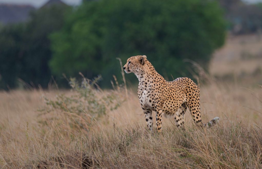 IMG Leopard in Kidepo National Park