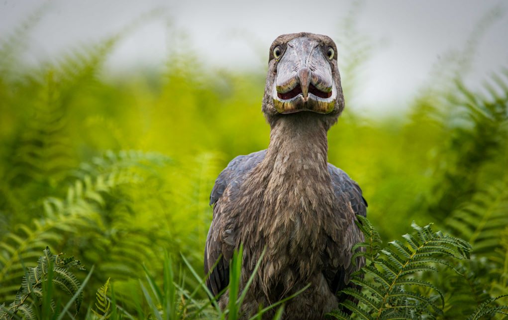 IMG Shoebill Excursion