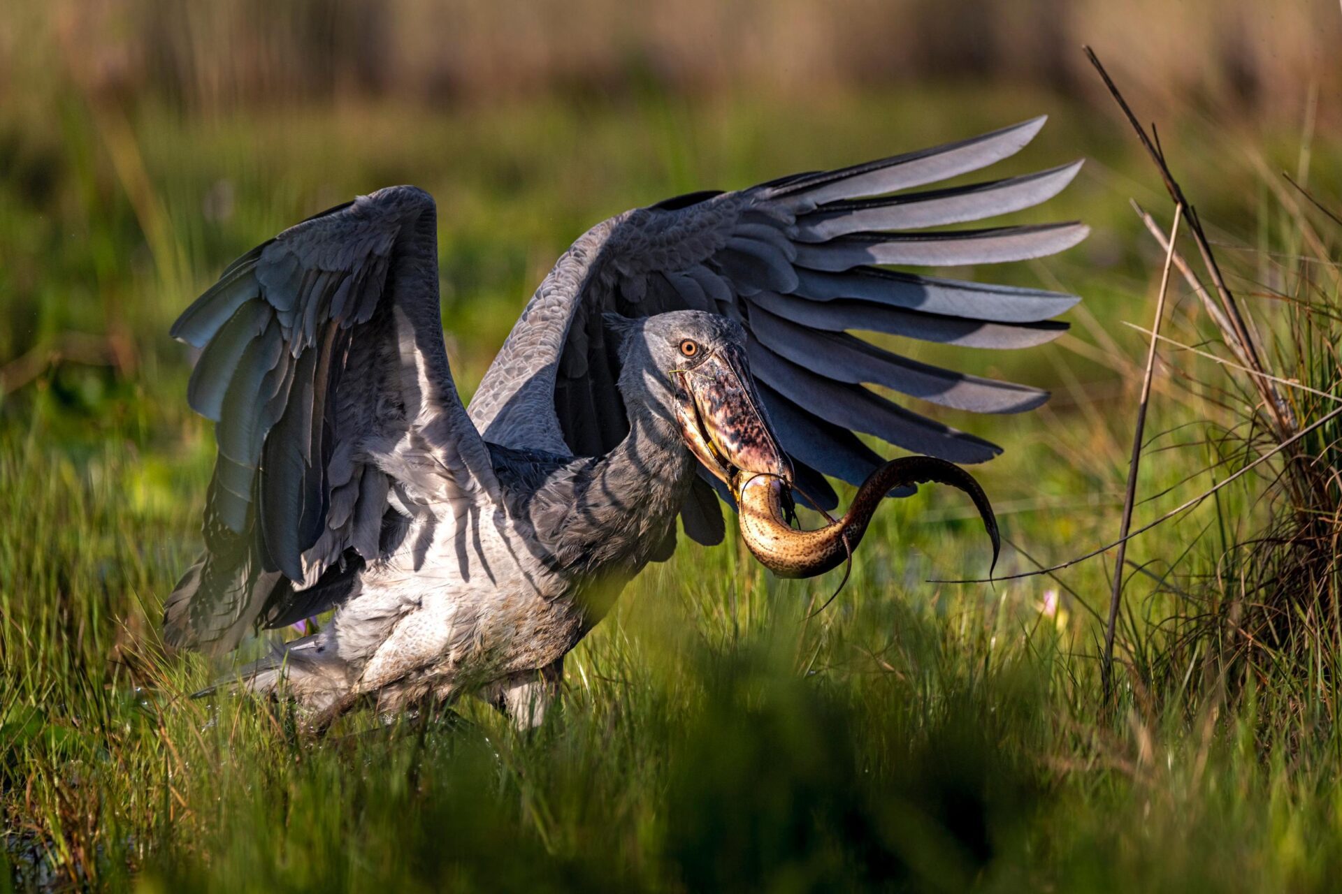 Full day shoebill tour