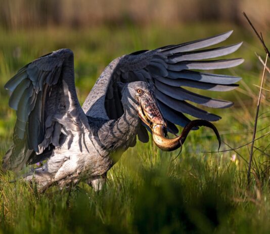 FULL DAY SHOEBILL TOUR Full day shoebill tour