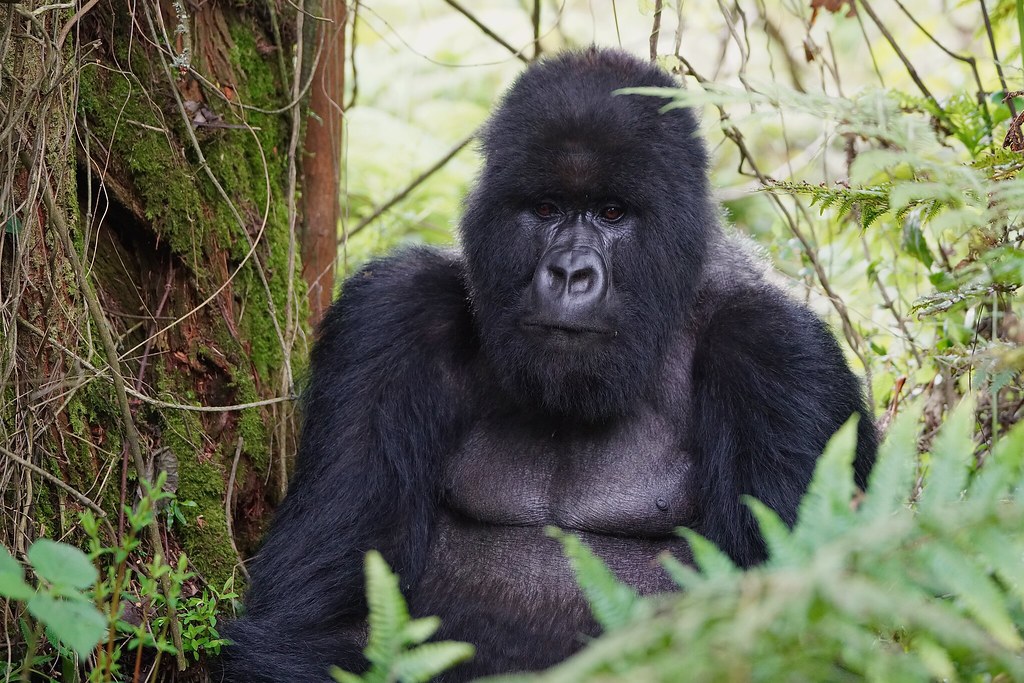 3 Days Ultimate Gorilla Trekking Rwanda