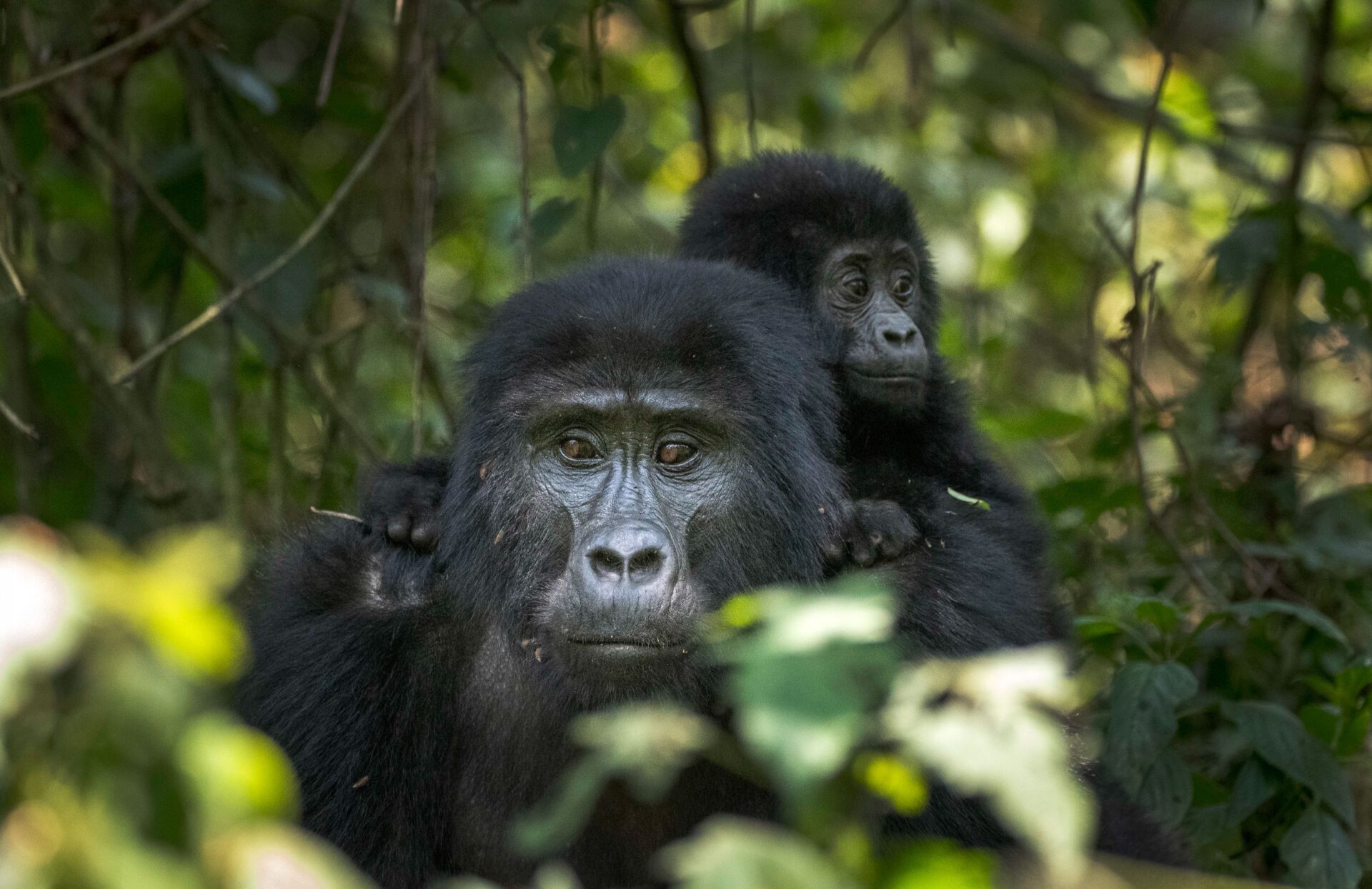 8 days primate photo tour