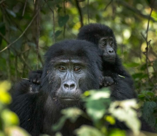 8 DAYS PRIMATE PHOTO TOUR 8 days primate photo tour