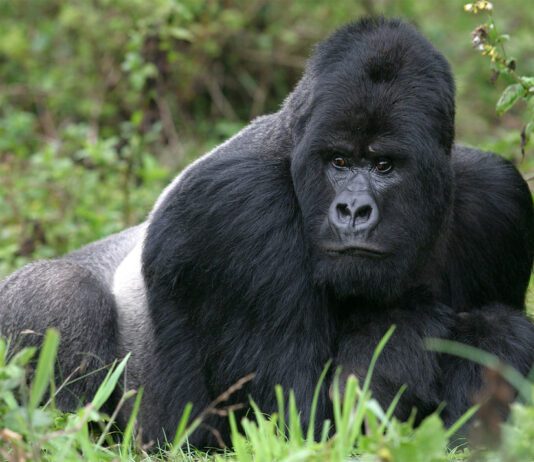 3 DAYS GORILLA TREKKING 7 Days Visit Rwanda