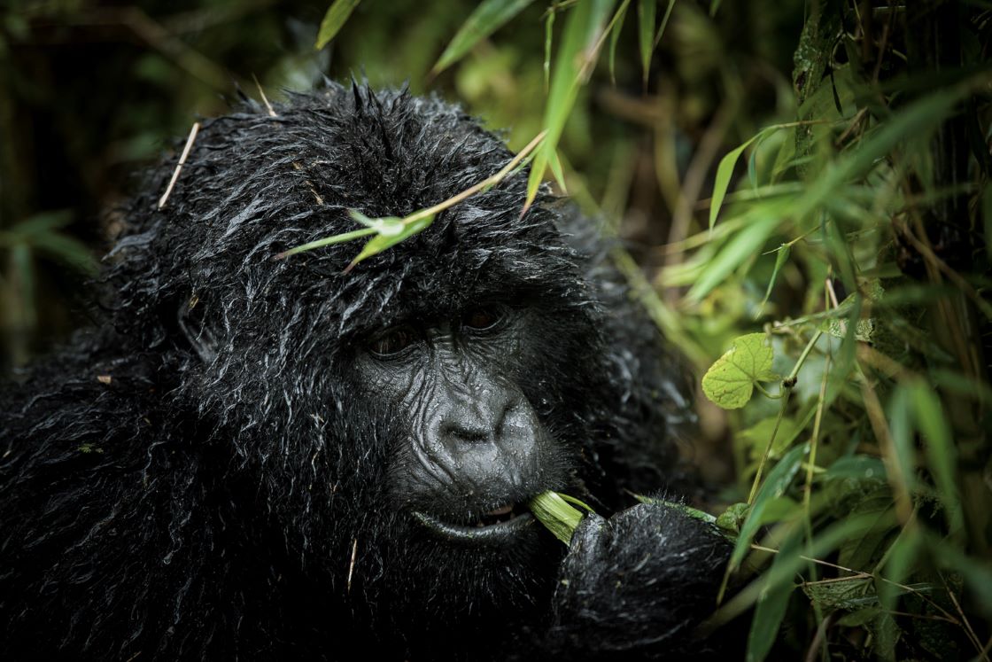 7 Days Visit Rwanda and Gorilla Tracking