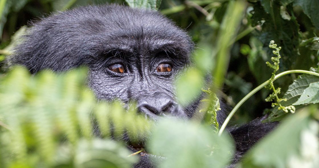 3 Days Ultimate Gorilla Tracking Rwanda