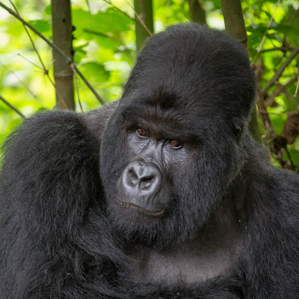 5 Days Great Apes of Rwanda Safari