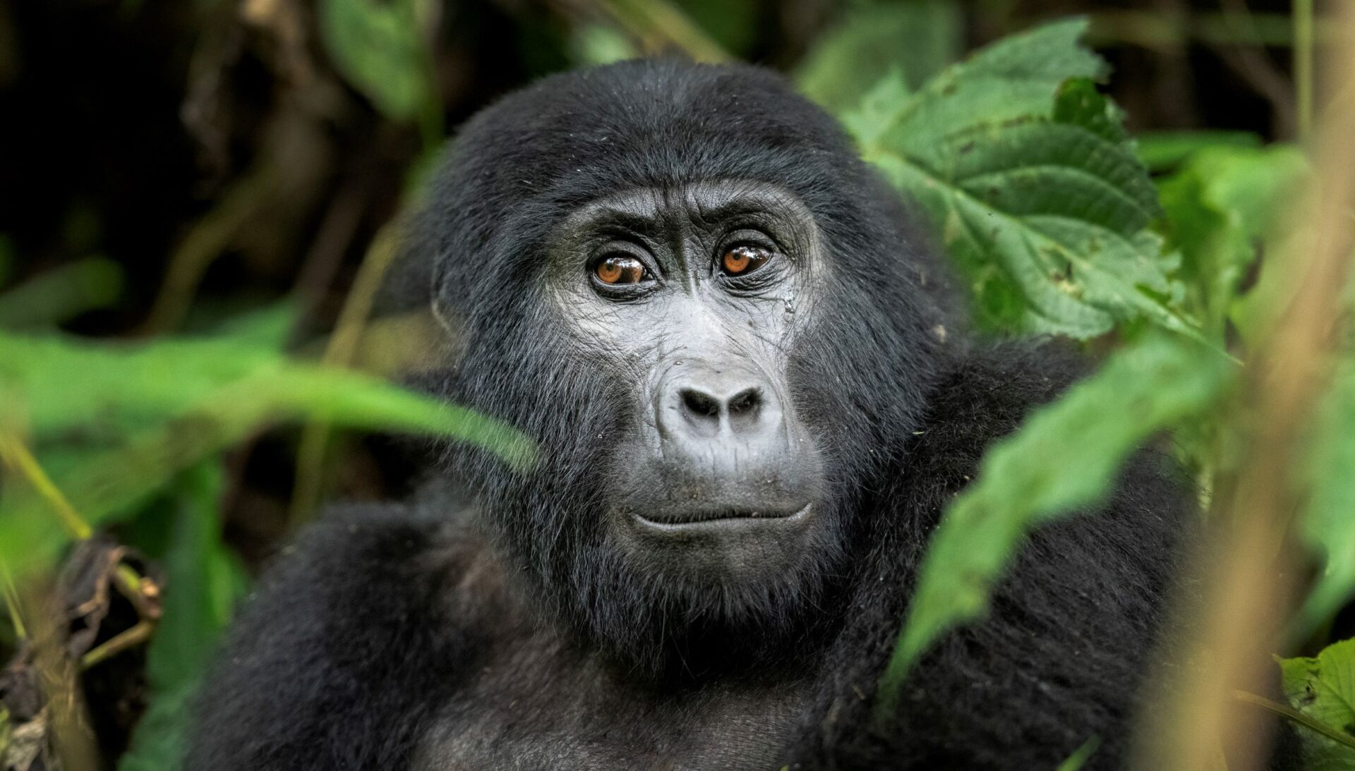 4 Days Double Gorilla Tracking (Rwanda-Uganda)