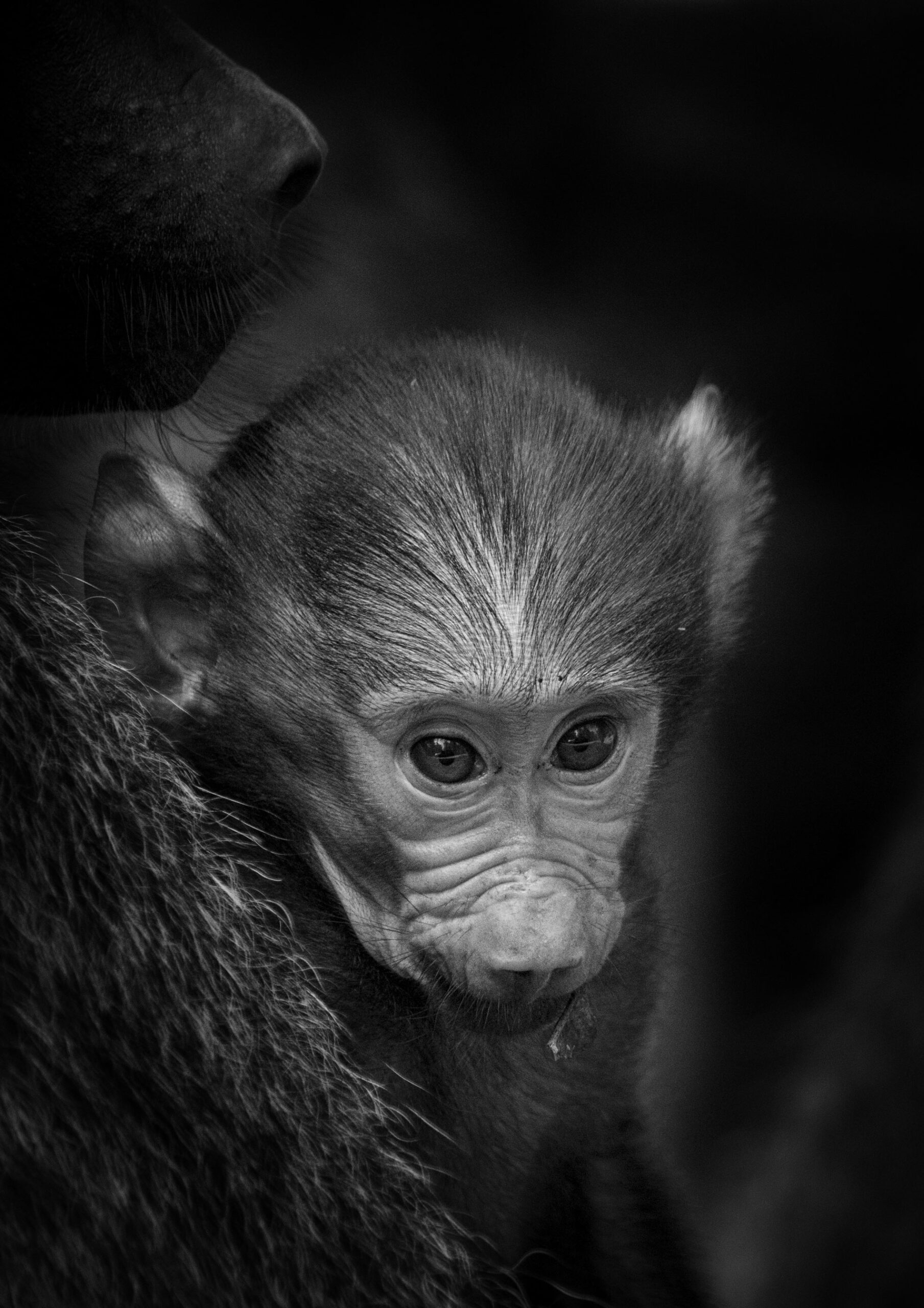 {{brizy_dc_image_alt imageSrc=